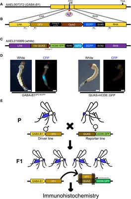 Transgenic line for characterizing GABA-receptor expression to study the neural basis of olfaction in the yellow-fever mosquito